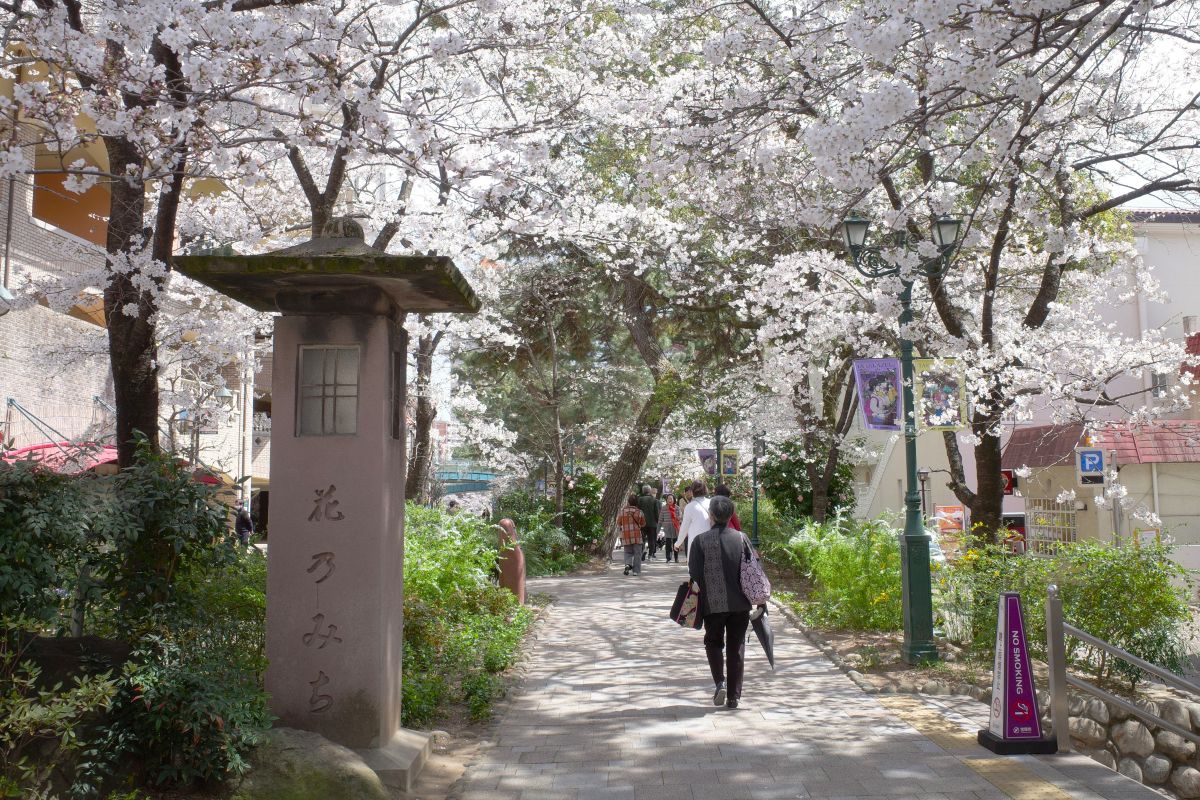 春の花のみちの写真